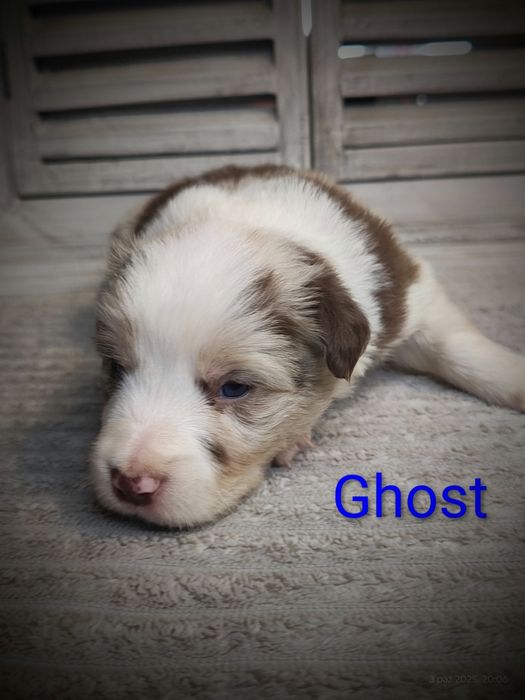 Border collie piesek red merle przebadani rodzice