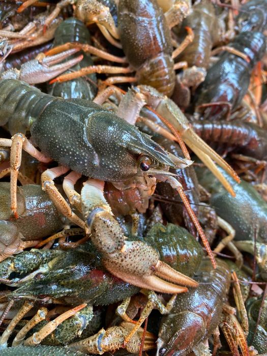 Живі раки — опт та роздріб