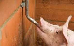 Ніпельна (сосковая) поїлка для свиней