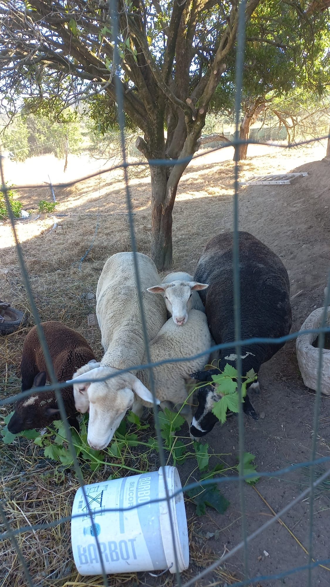 Vendo borrego, cruzados P3

Nas f