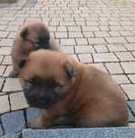 Eurasier planowane pary hodowlane w 2025 r.