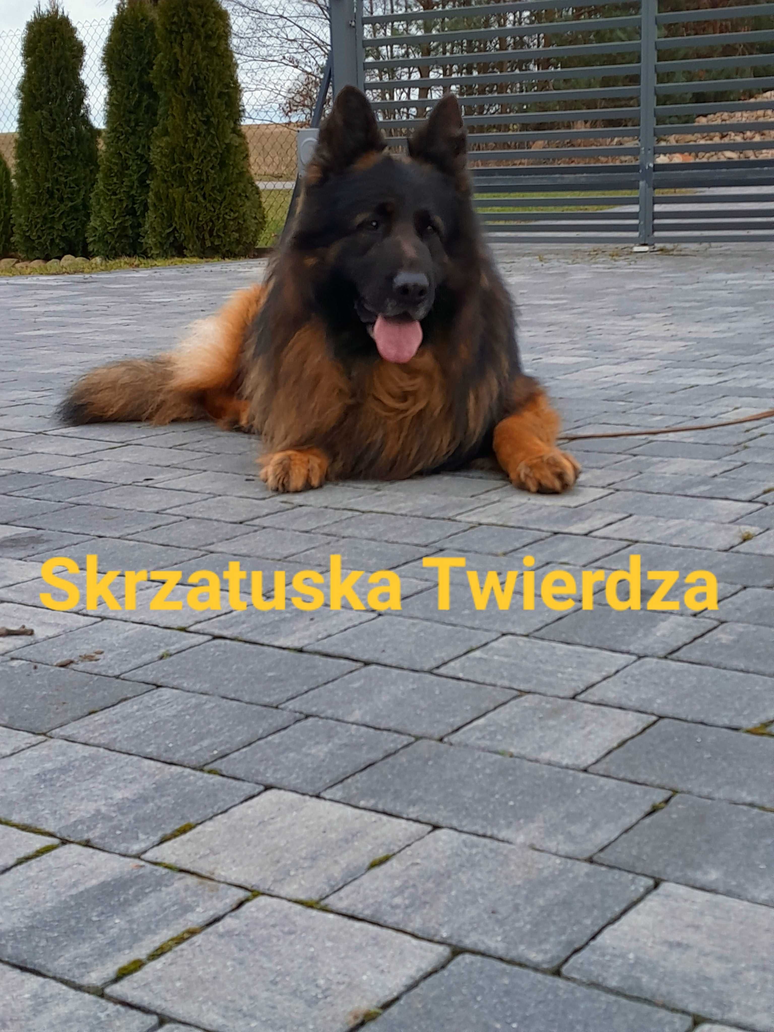 Owczarek Niemiecki