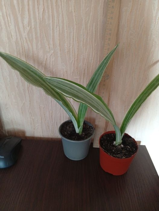 Сансеверія Манолін