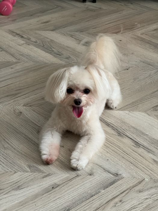 Piesek rasy PamaPoo szuka domu