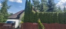 Tuje – cięcie na wysokość