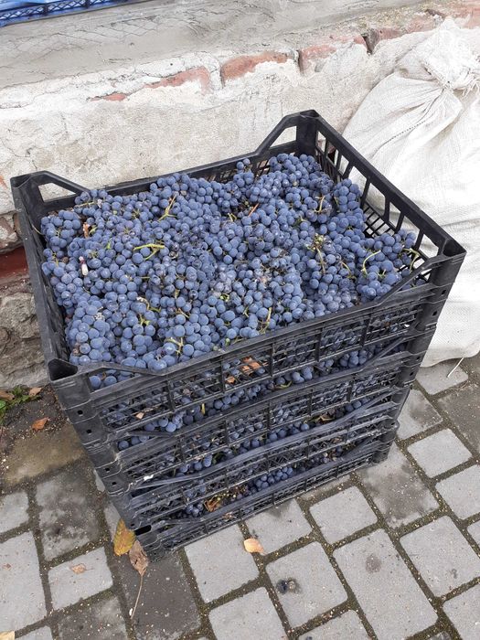 Виноград сорту Ізабелла достатньо солодкий для виробництва вина