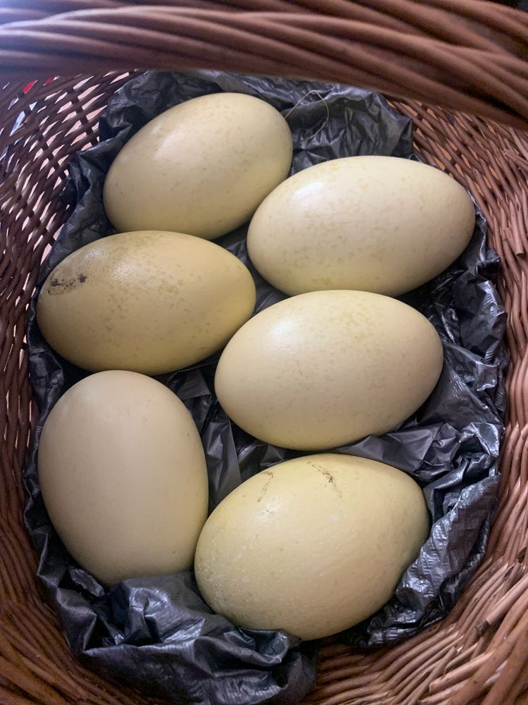 Jaja spożywcze srusia nandu ekologiczne