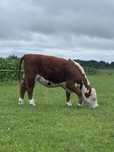 2 szt. Jalowki hereford 14 msc w bardzo dobrej kondycji