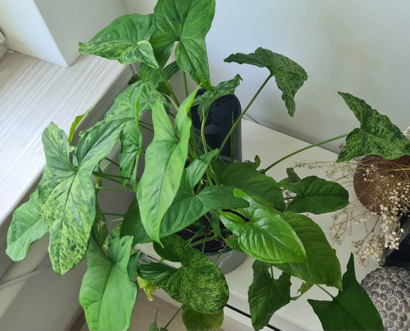Syngonium 'Mottled Mojito"