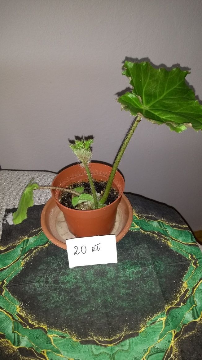 PBegonia rącznikolistna i geranium