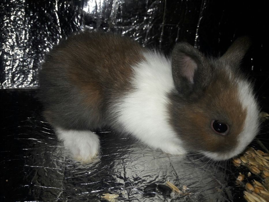 Карликовый кролик