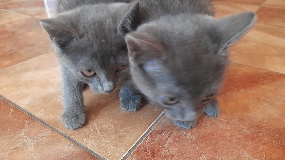 Британські коти к