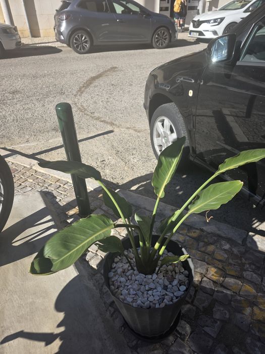 Plantas Naturais
