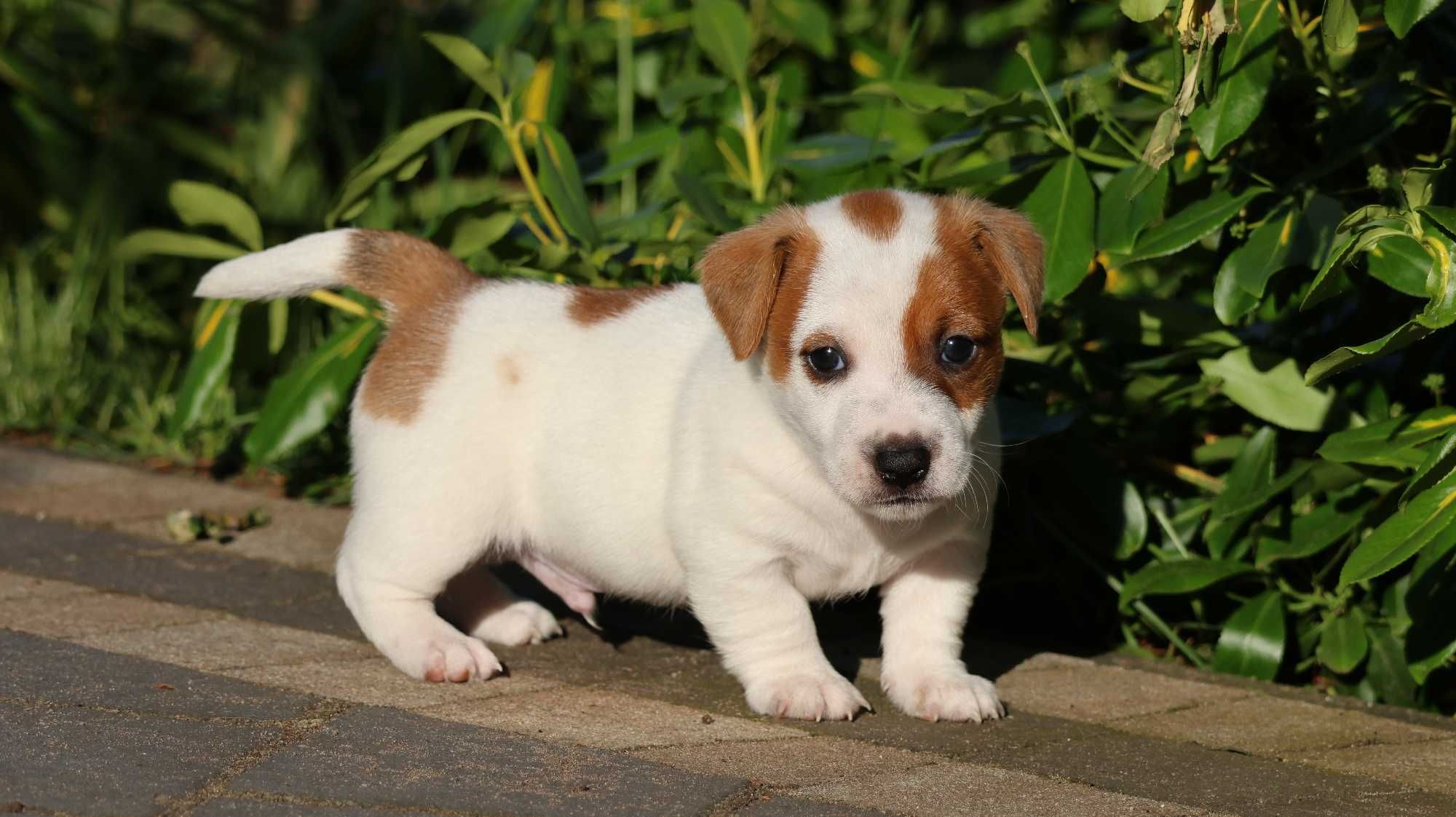 Oryginalny Piesek Jack Russell Terrier/BREFIO