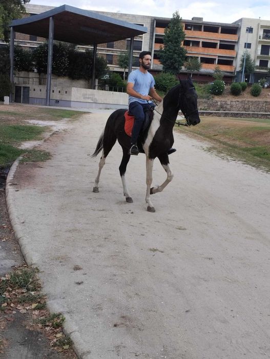 Cavalo capado montado