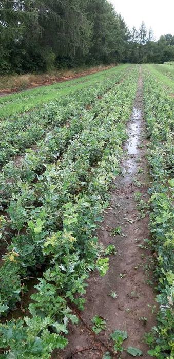 Sadzonki Dębu 70 cm - 100 cm.