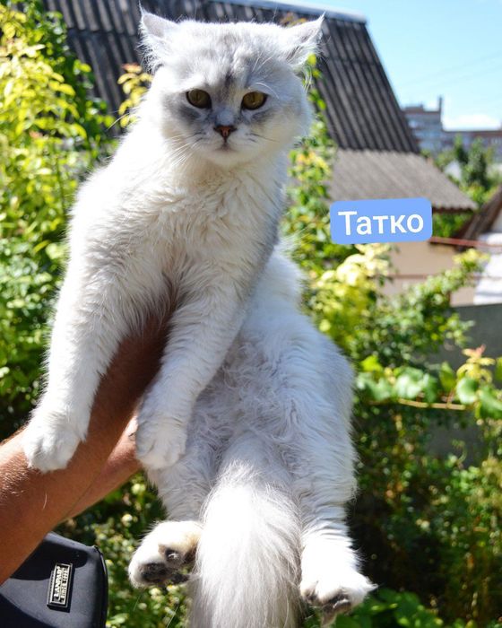 Котята Бронь срібляста Шиншилла Хайленд Страйт шотландська