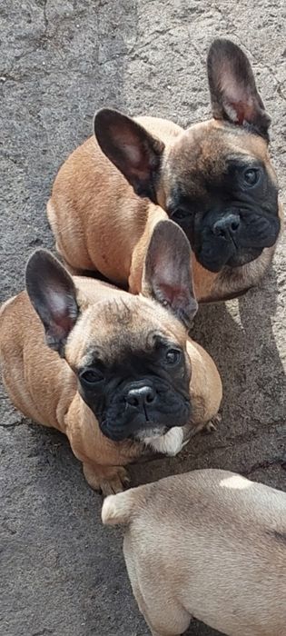 Продажа  французского бульдога
