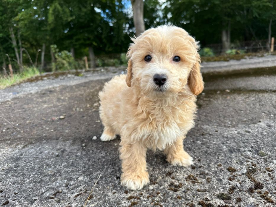maltipoo szczeniak