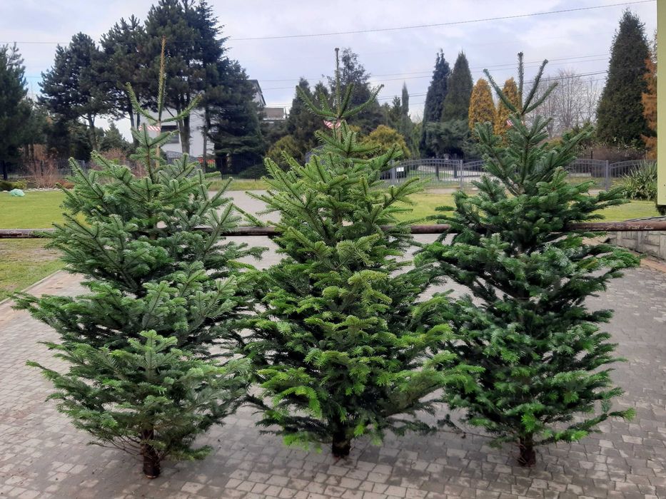 Choinka! Choinki! Ładne, gęste świerki i jodły z dowozem pod dom!
