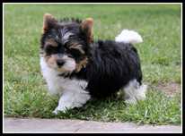 - Yorkshire  Terrier - biewer