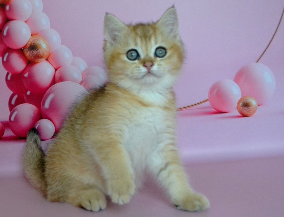 Чистокровнi британськi шиншили