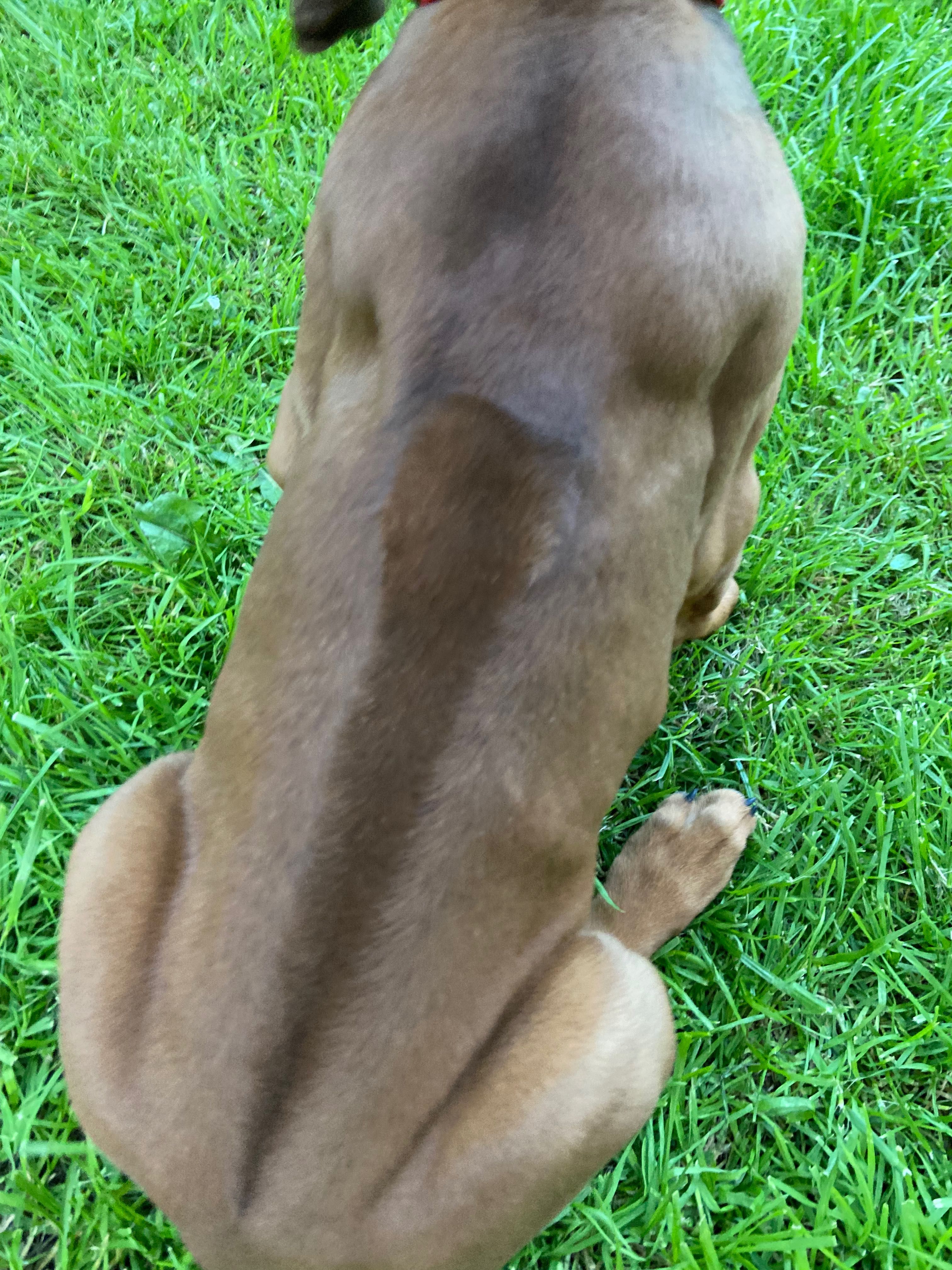 Rhodesian ridgeback