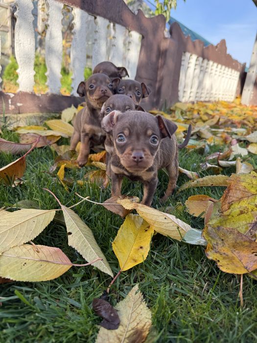 Продам міні Тойчики