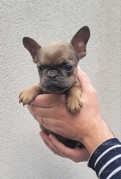 Bulldog exótico macho