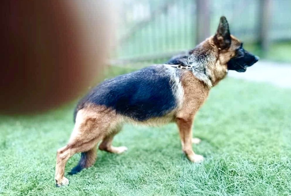 Owczarek niemiecki suczka FCI owczarki niemieckie