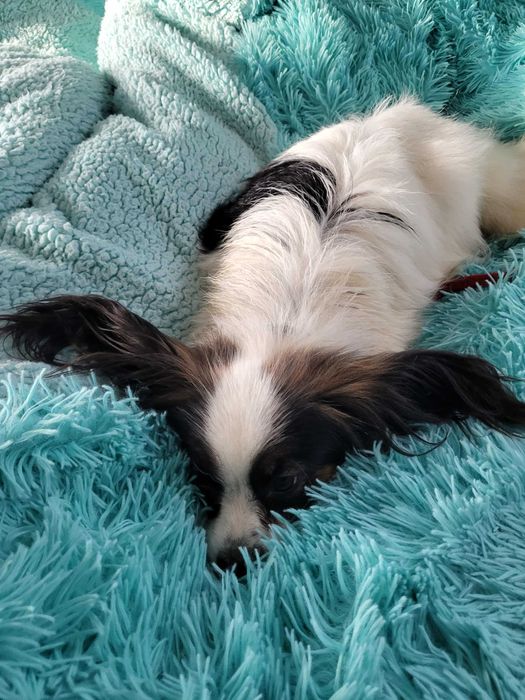 Dwie dorosłe suki Papillon FCI