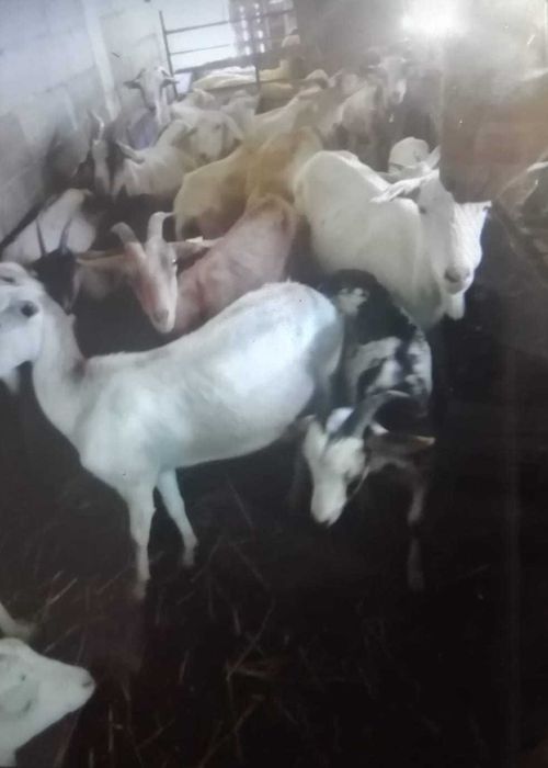 Vende-se rebanho de cabras cruzadas Saanen com Florida
