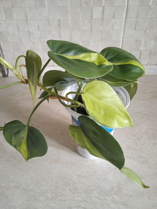Філодендрон Бразил.