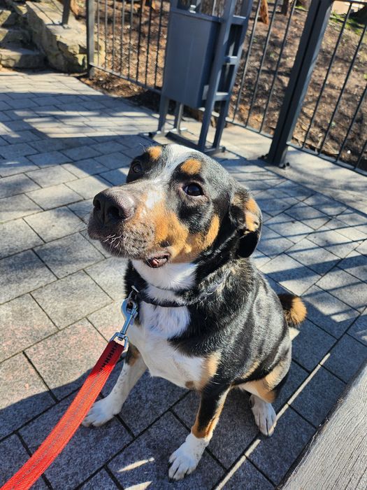 Oddam do adopcji młodego Pieska (za darmo)