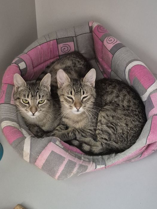 Киці, яких привезли військові, Поппі в Норі. ДоброКіт