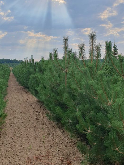 Sosna czarna PINUS NIGRA 250-400cm kopana maszyną TRANSPORT PREMIUM