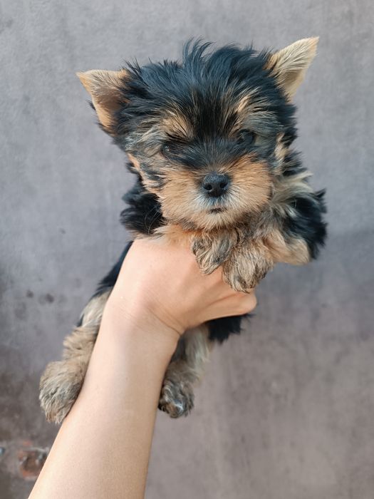 Сказочные щеночки Йорики