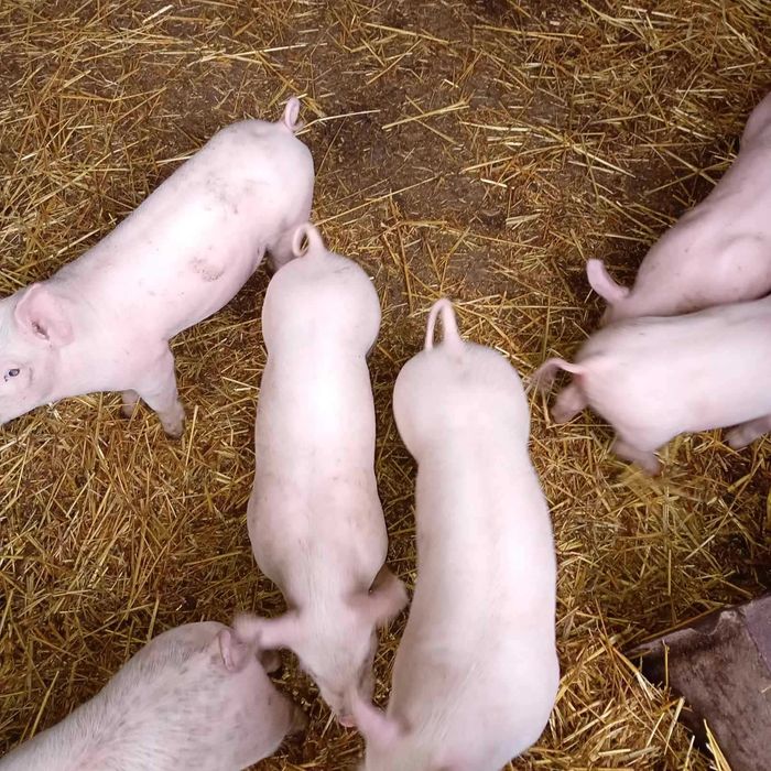 Продам Поросята 12-14кг