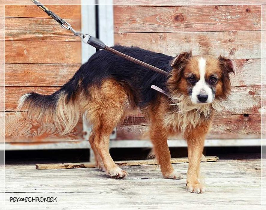 Bazu – ma tylko jedną wadę – nie jest pierwszej młodości