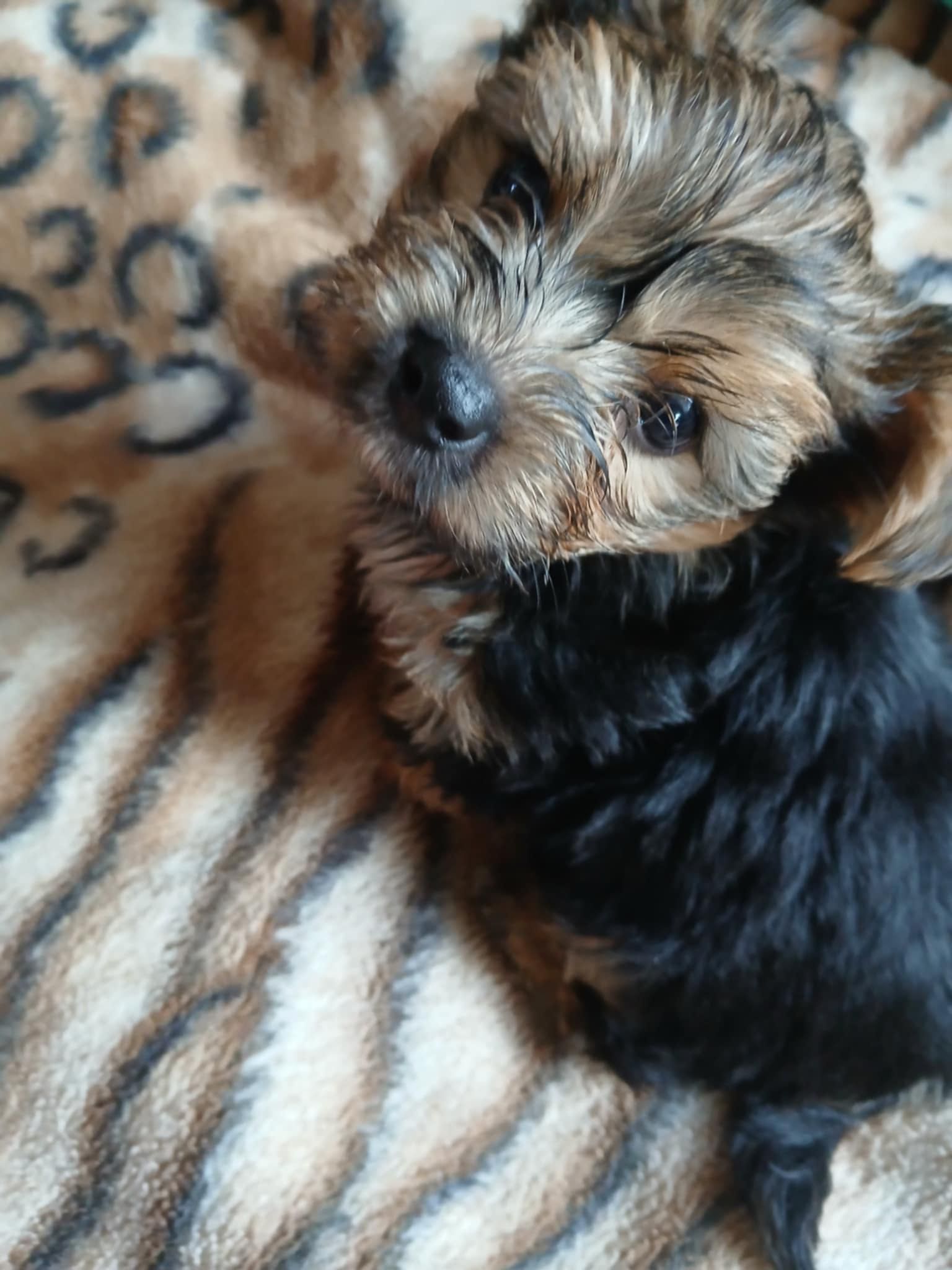 York Terrier – Rodowodowe Szczenięta  Gotowe do Odbioru!