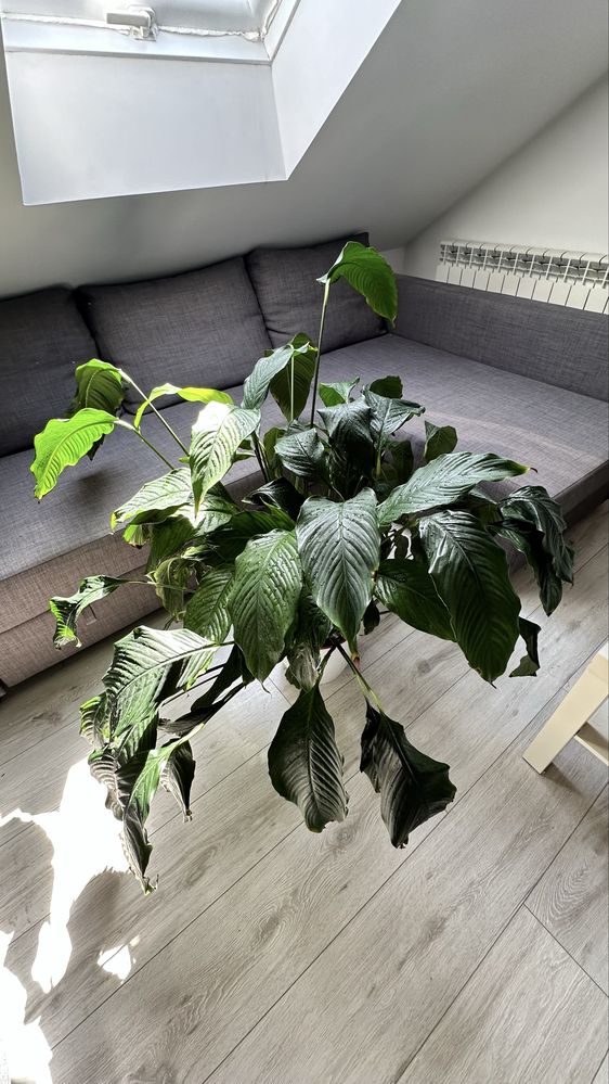 Skrzydlokwiat spathiphyllum