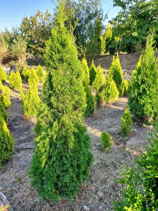 Thuja szmaragd 140-160cm Kurnik Brabant Doradzimy Posadzimy Dowieziemy