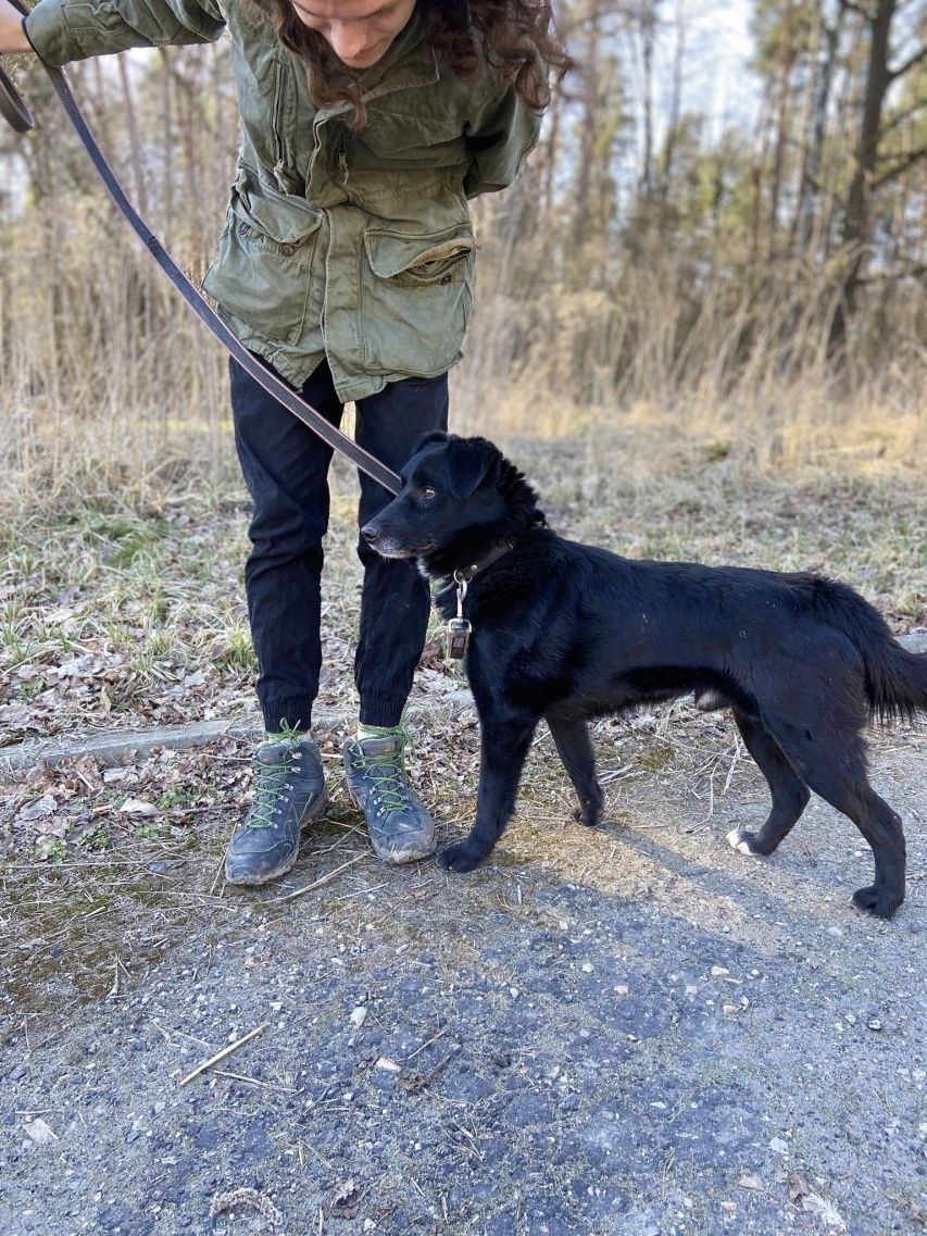 Piesek w typie labradora szuka domu