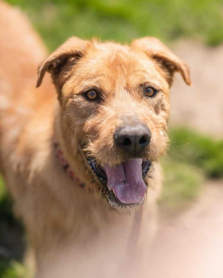 Karmel - około 3 letni wykastrowany duży pies