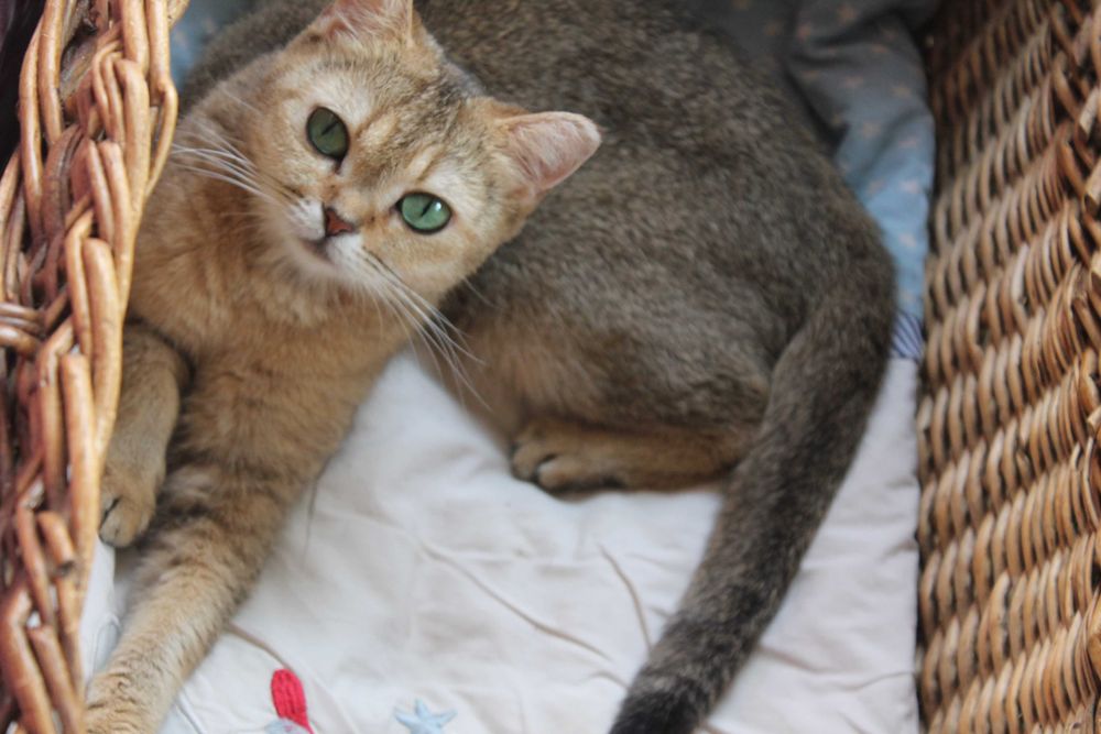 Акція вихідного дня Золоті шотландські котики