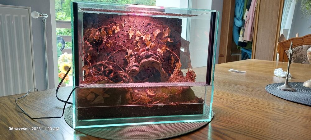 Terarium dla pająka.