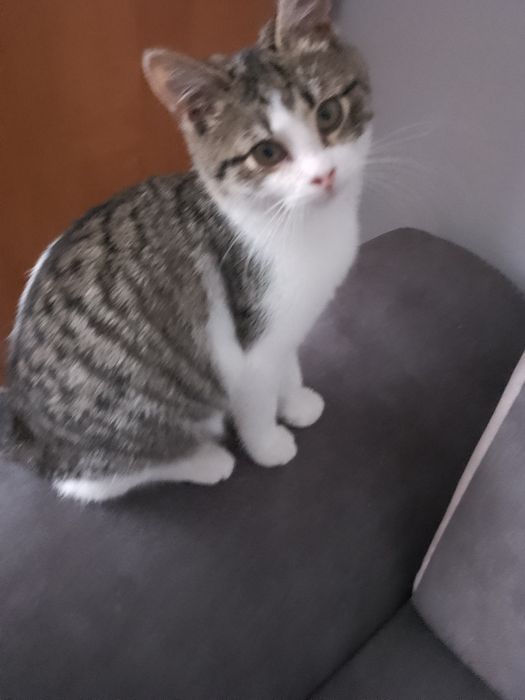 Oddam 2 kotki za darmo