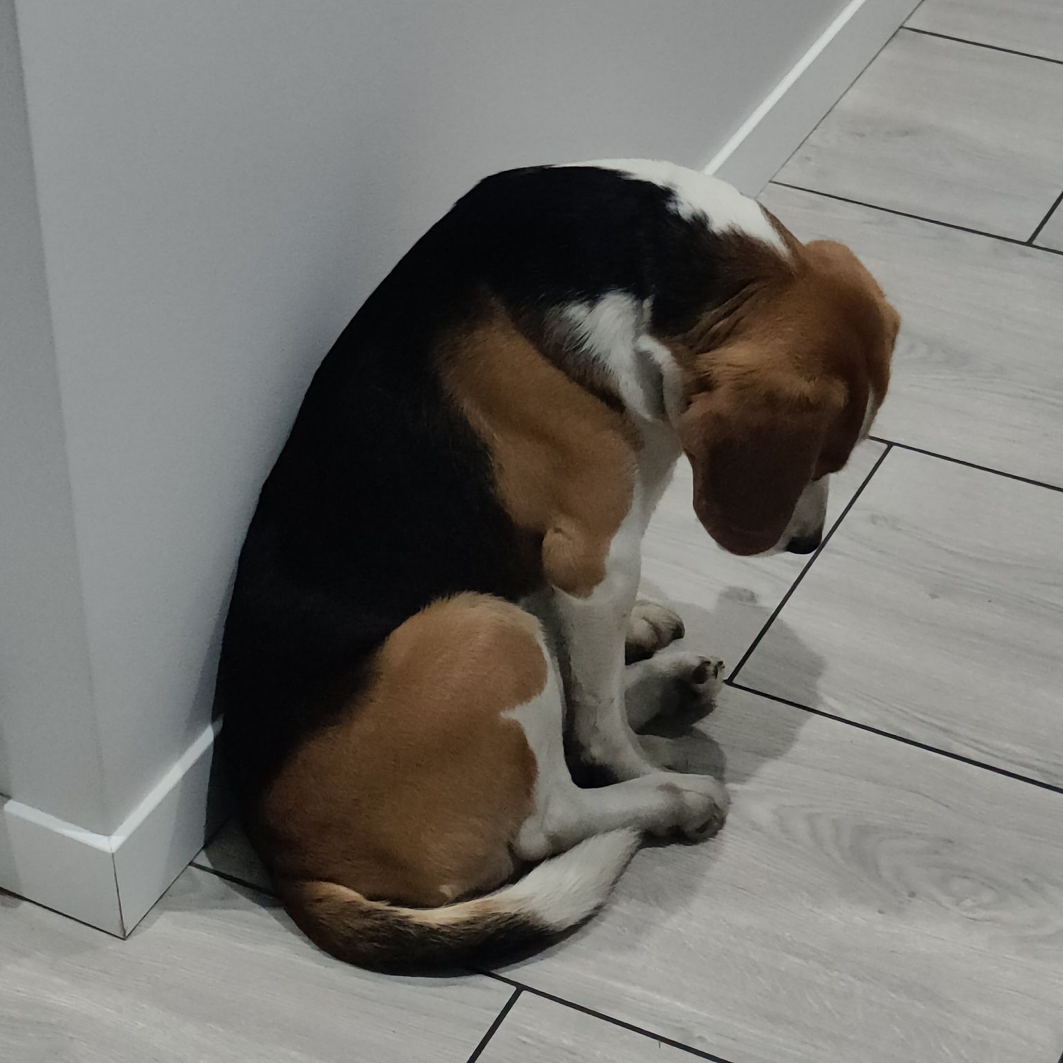 Pies Beagle 3 lata