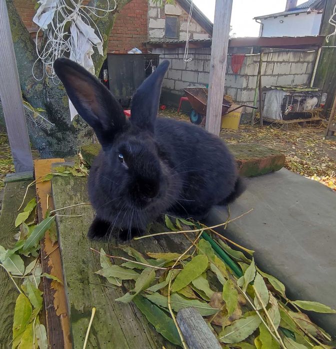 Królik samica 8 miesięcy