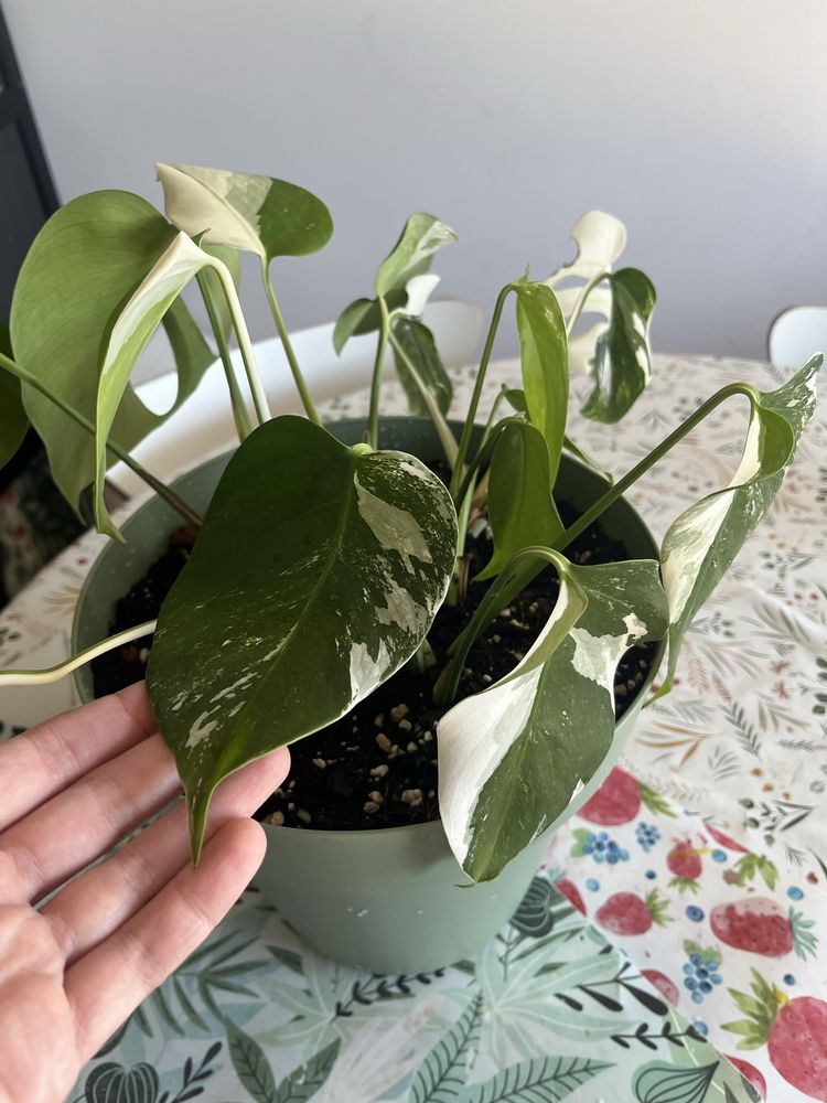 Monstera Variegata